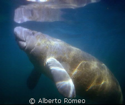 A MANATEE IS GOING TO THE SURFACE TO BREATING REFLEXING H... by Alberto Romeo 